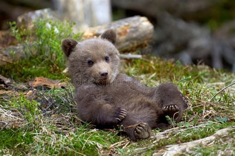 Wild Brown Bear Cub Closeup Stock Image - Image of baby, playing: 117111717