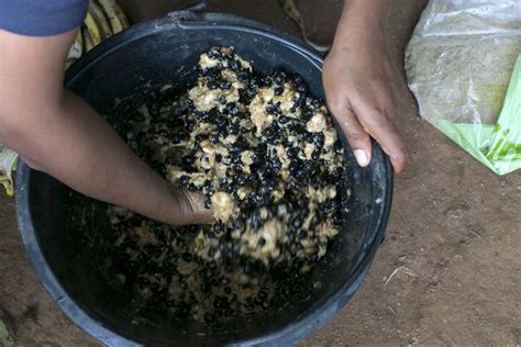 Elephant Dung Coffee Produces The World’s Most Expensive Cup