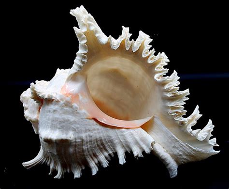 Large and heavy Ramose, or Branched Murex Sea Snail shell - Chicoreus ...