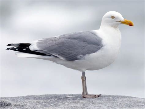 Herring Gull Identification, All About Birds, Cornell Lab of Ornithology | Herring gull, Gull ...