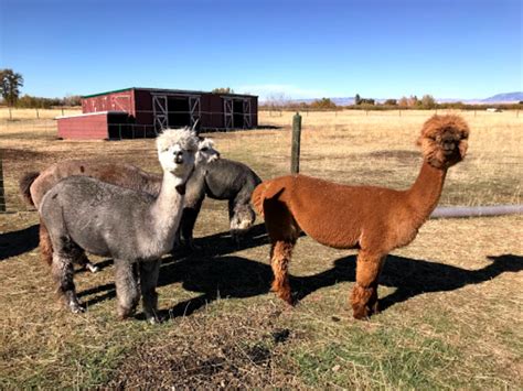 You'll Want To Visit The Adorable Open House At Alpacas Of Montana