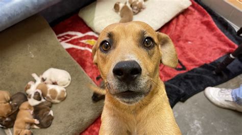 'Heartbreaking': Dog and her 10 pups abandoned overnight at an animal ...