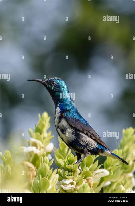 purple sunbird male Stock Photo - Alamy