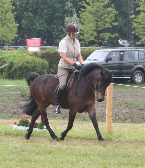 Dartmoor-Ponies! | Ponyreiten, Pferderassen, Reiten