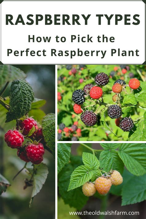 raspberry-types-of-raspberry-plants-1 - The Old Walsh Farm