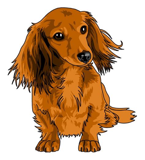 Tumblr | Dachshund pictures, Dachshund drawing, Dachshund tattoo