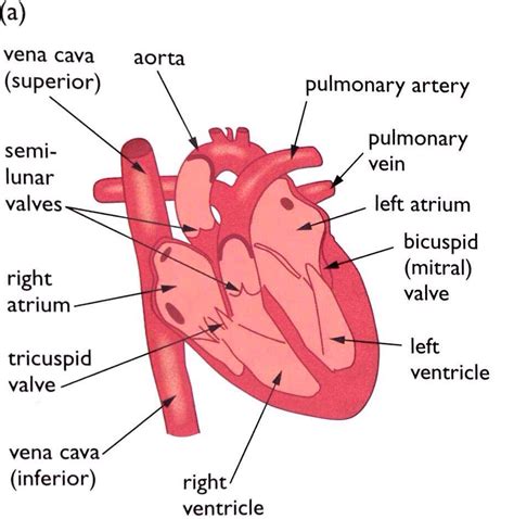 iGCSE Biology - Gross Structure Of The Heart - BioChem Tutoring