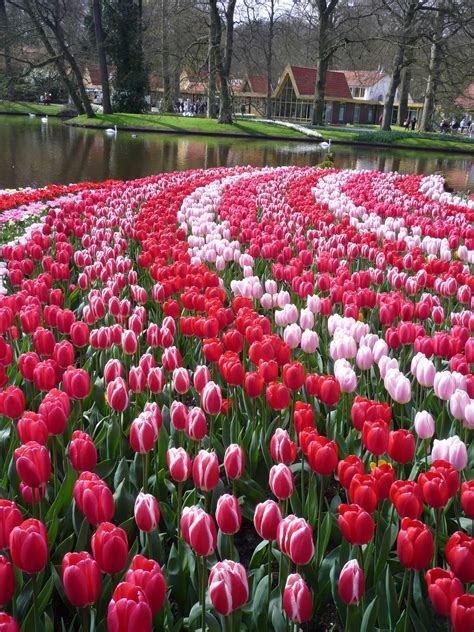 Keukenhof Gardens, Netherlands. Tulip capital of the world. | Beautiful Flowers | Pinterest ...