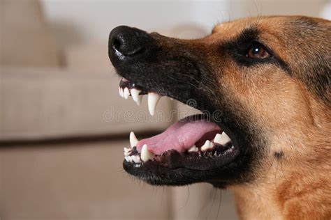 2,934 German Shepherd Teeth Stock Photos - Free & Royalty-Free Stock ...