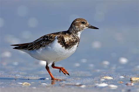 Scott Evers Photography: Small Shore Birds