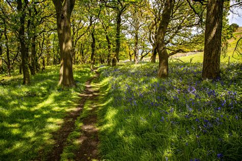 Green Forest Free Stock Photo - Public Domain Pictures