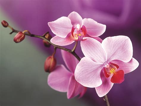 HD wallpaper: Pink orchid flowers | Wallpaper Flare