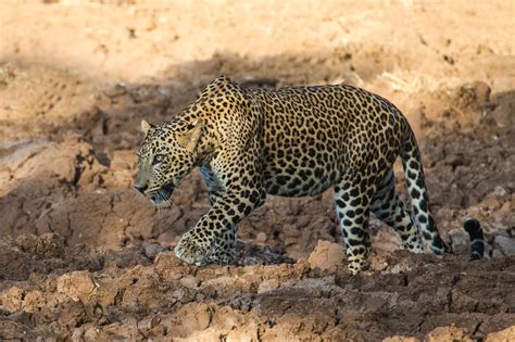 The Sri Lankan Leopard | Leopard Trails