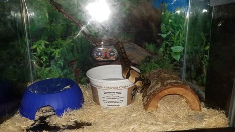 Ball Python Enclosure Help.