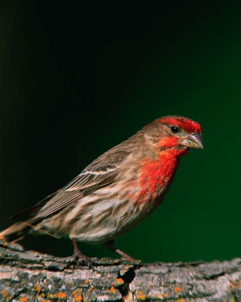 Men's Hair and the Male House Finch - Wild About Utah