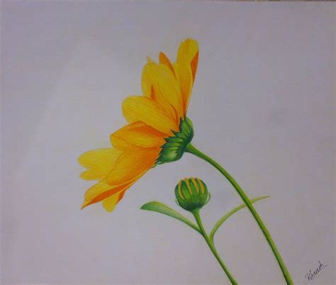 Easy Colored Pencil Drawings Of Flowers - joanamtfjoana