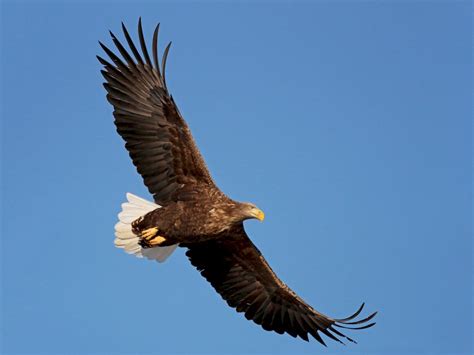 White Tailed Eagle - MeaningKosh