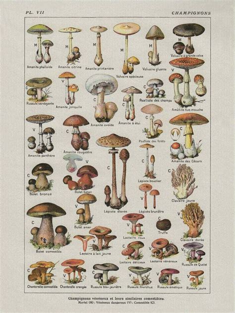 Poisonous Mushrooms Chart