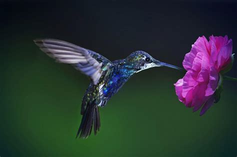 Colibri Wallpapers - Top Free Colibri Backgrounds - WallpaperAccess