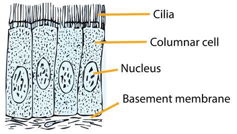 Ciliated Epithelial Cell Diagram Labeled