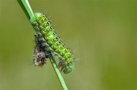 Bob's Butterfly and Bird Blog: Emperor Larvae.