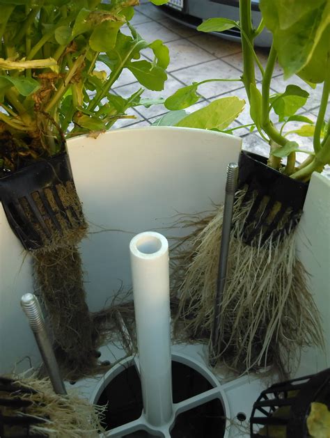 aeroponic root system | Aquaponics, Aquaponics diy, Hydroponics