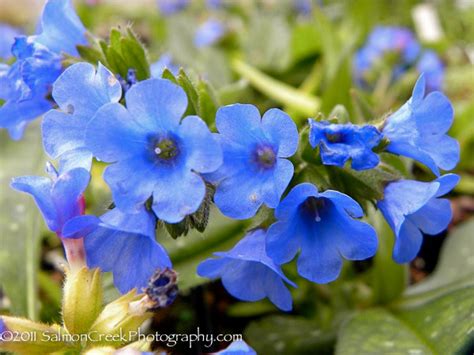 Pulmonaria ‘Benediction’ at Digging Dog Nursery