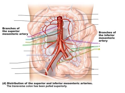 Superior Mesenteric Artery Branches