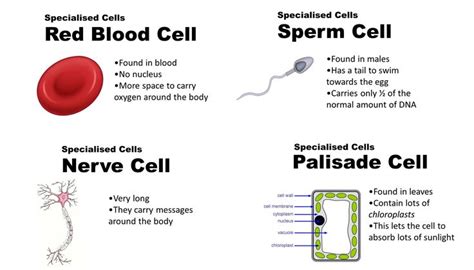 Do Red Blood Cells Have a Nucleus - RyankruwLyons