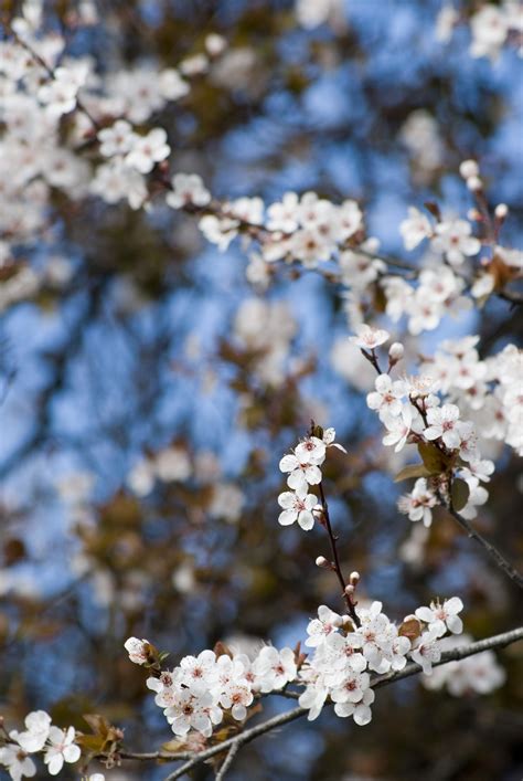 Plum tree blossom Creative Commons Stock Image