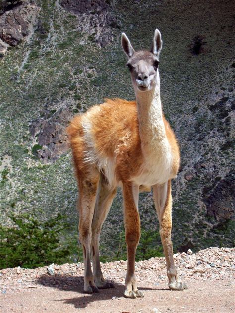 PERÚ: PAÍS DE MARAVILLAS: AUQUENIDOS: LLAMA, ALPACA, VICUÑA, GUANACO