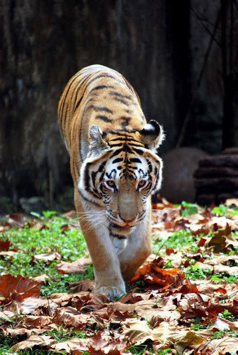 Tiger Walk by CompassLogicStock on DeviantArt