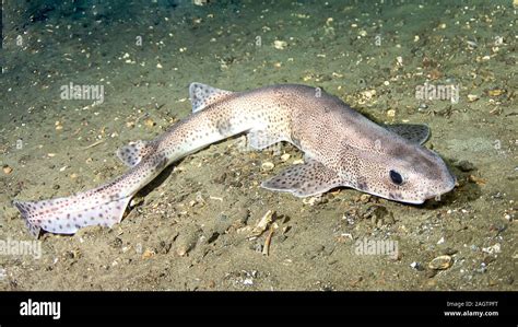 Small-spotted catshark (Scyliorhinus canicula Stock Photo - Alamy