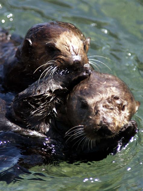 More Than Just Cute, Sea Otters Are Superheroes Of The Marsh : NPR