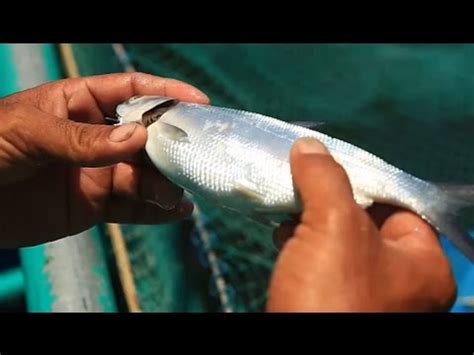 Fish Kill Prevention and Feeding Management | TatehTV Episode 01 - YouTube