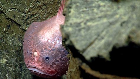 Pictures Of The Mariana Trench Underwater