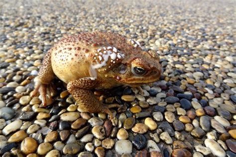 My dog is getting high on cane toads. Should I be worried? - ABC News