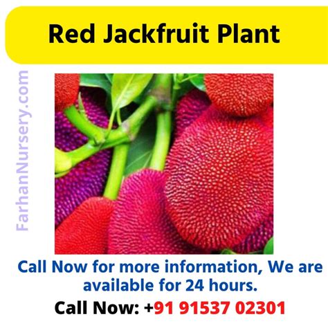 Red Jackfruit Plant – Best Plant Nursery In West Bengal,Kolkata। Farhan Nursery-फरहान नर्सरी