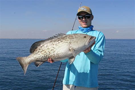 Gulf Grouper Recreational Season Will Not Close Feb. 1 - Florida Sportsman