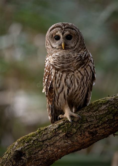 A Barred Owl in Florida stock photo. Image of carolina - 246115900