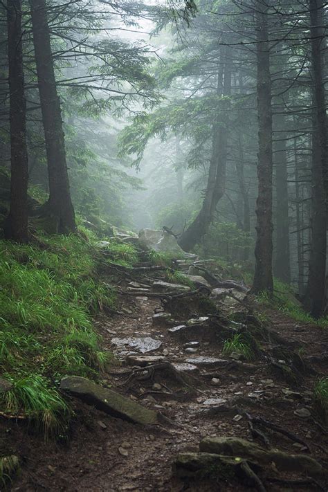 Path In Foggy Forest Photograph by Anton Violin - Pixels