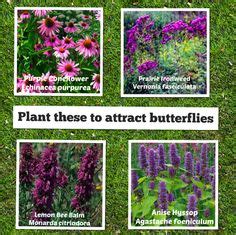 81 Butterfly Nectar Plants ideas | plants, flowers, attract butterflies