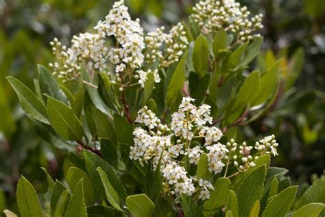 How To Grow and Care For Toyon Shrub (Heteromeles arbutifolia) | Florgeous