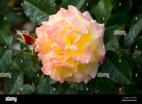 Rose, Heirloom Roses, St Paul, Oregon Stock Photo - Alamy