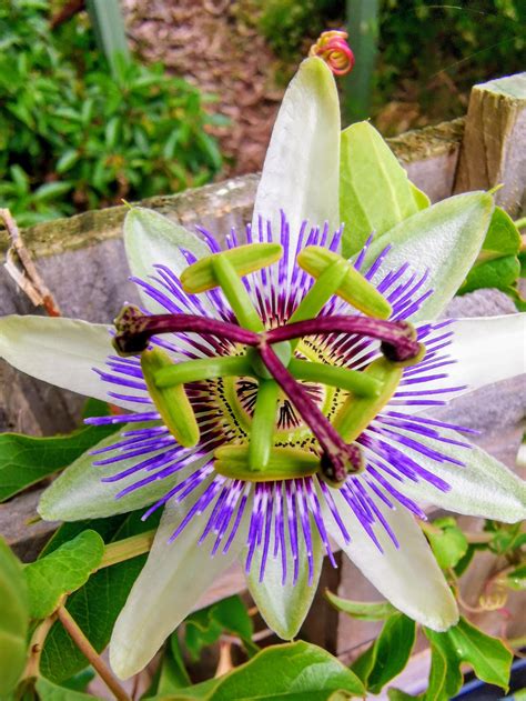 Passionfruit flower : r/flowers