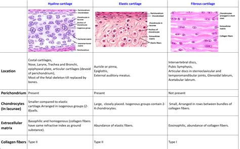 Cartilage , Anatomy QA