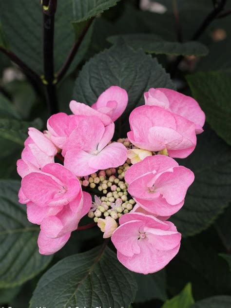 Bigleaf Hydrangea Bloom Varieties | HGTV