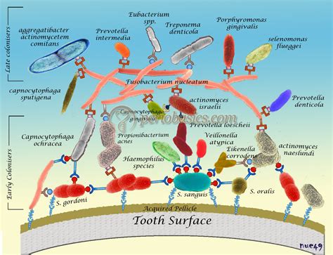 Dental plaque and plaque as biofilm - periobasics.com Basic Periodontology Plaque as biofilm