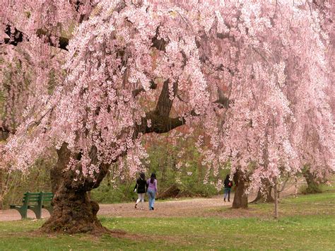 File:Newark cherry blossoms.jpg