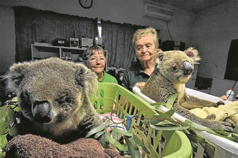 Koala Hospital's new additions | Port Macquarie News | Port Macquarie, NSW